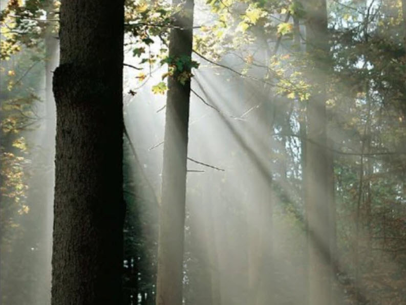 green wood finishing for the environment