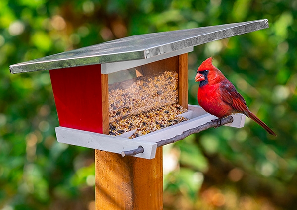 modern bird feeder with cardinal